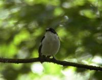 Pied Flycatcher2